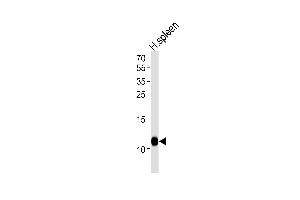 Western blot analysis of lysate from human spleen tissue lysate, using FCER1G Antibody (C-term) (ABIN1881342 and ABIN2838859). (FCER1G Antikörper  (C-Term))