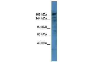 Western Blot showing COL4A6 antibody used at a concentration of 1-2 ug/ml to detect its target protein. (COL4a6 Antikörper  (Middle Region))