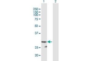 Western Blot analysis of PI15 expression in transfected 293T cell line by PI15 MaxPab polyclonal antibody. (PI15 Antikörper  (AA 1-258))