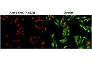 ICC/IF staining of HeLa cells using 0. (Rekombinanter 5-Hydroxymethylcytosine Antikörper)