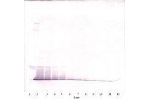 Image no. 2 for anti-RELM alpha antibody (ABIN465191) (RELM alpha Antikörper)