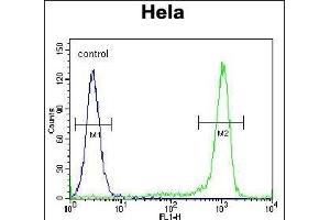 KLF17 Antibody (C-term) (ABIN651698 and ABIN2840365) flow cytometric analysis of Hela cells (right histogram) compared to a negative control cell (left histogram). (KLF17 Antikörper  (AA 243-271))