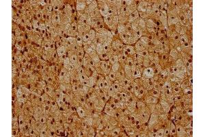 IHC image of ABIN7142226 diluted at 1:600 and staining in paraffin-embedded human adrenal gland tissue performed on a Leica BondTM system. (PSMC6 Antikörper  (Regulatory Subunit 10B))