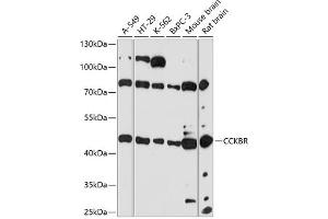 Western blot analysis of extracts of various cell lines, using CCKBR antibody (ABIN7266340) at 1:3000 dilution. (CCKBR Antikörper  (AA 240-335))
