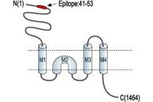 Glutamate Receptor, Ionotropic, N-Methyl D-Aspartate 2a (GRIN2A) peptide