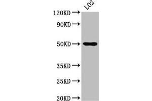 Western Blot Positive WB detected in: LO2 whole cell lysate All lanes: AGXT2 antibody at 4. (AGXT2 Antikörper  (AA 196-328))