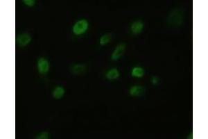 Anti-BFGF mouse monoclonal antibody (ABIN2452348) immunofluorescent staining of HeLa cells transiently transfected by pCMV6-ENTRY BFGF (RC217426) (FGF2 Antikörper  (AA 10-155))