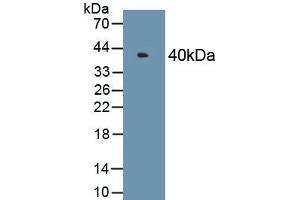 Detection of Recombinant MAPK6, Human using Polyclonal Antibody to Mitogen Activated Protein Kinase 6 (MAPK6) (MAPK6 Antikörper  (AA 1-316))