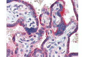 Anti-ZNF165 antibody IHC of human placenta. (ZNF165 Antikörper  (AA 216-265))