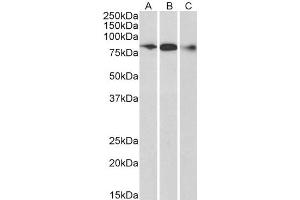 ABIN184680 (0. (ELMO1 Antikörper  (C-Term))