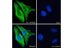 ABIN6391376 Immunofluorescence analysis of paraformaldehyde fixed HeLa cells, permeabilized with 0.