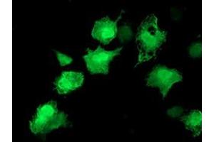 Anti-AKT1 mouse monoclonal antibody (ABIN2455513) immunofluorescent staining of COS7 cells transiently transfected by pCMV6-ENTRY AKT1 (RC220257). (AKT1 Antikörper)