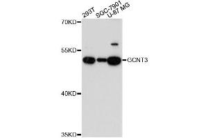 Western blot analysis of extracts of various cell lines, using GCNT3 antibody. (GCNT3 Antikörper)