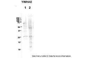 Western Blotting (WB) image for anti-14-3-3 epsilon (YWHAE) (Middle Region) antibody (ABIN504582) (YWHAE Antikörper  (Middle Region))