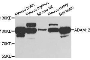 Western blot analysis of extracts of various cell lines, using ADAM12 antibody (ABIN5975230) at 1/1000 dilution. (ADAM12 Antikörper)