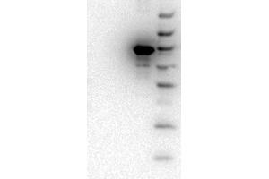 Western Blot of Mouse monoclonal anti-AKT3 antibody. (AKT3 Antikörper  (Internal Region) (Biotin))