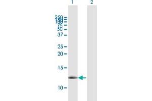 Western Blot analysis of FXYD3 expression in transfected 293T cell line by FXYD3 MaxPab polyclonal antibody.