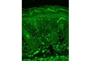 Immunohistochemistry analysis using Mouse Anti-Rhodopsin Monoclonal Antibody, Clone 1D4 . (Rhodopsin Antikörper  (Biotin))