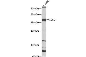 Western blot analysis of extracts of HepG2 cells, using GCN2 Antibody (ABIN6127829, ABIN6140031, ABIN6140033 and ABIN6216318) at 1:1000 dilution. (GCN2 Antikörper  (AA 1-300))