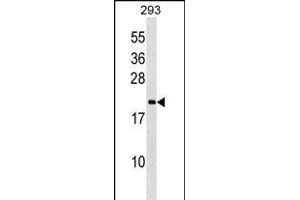 IL3 Antibody (C-term) (ABIN1536675 and ABIN2848724) western blot analysis in 293 cell line lysates (35 μg/lane).