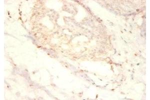 Immunohistochemistry of paraffin-embedded human mammary gland tissue using ABIN7169869 at dilution of 1:50 (SNRPG Antikörper  (AA 1-76))