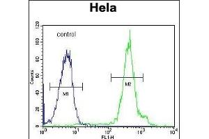 FUS Antibody (C-term) (ABIN654146 and ABIN2844013) flow cytometric analysis of Hela cells (right histogram) compared to a negative control cell (left histogram). (FUS Antikörper  (C-Term))