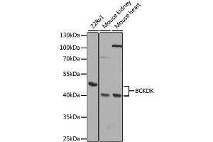 Western blot analysis of extracts of various cell lines, using BCKDK antibody. (BCKDK Antikörper)
