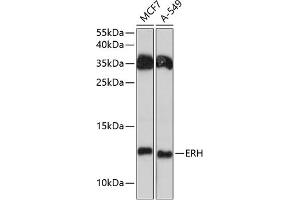 Western blot analysis of extracts of various cell lines, using ERH antibody (ABIN6133507, ABIN6140284, ABIN6140286 and ABIN6215884) at 1:3000 dilution. (ERH Antikörper  (AA 1-104))