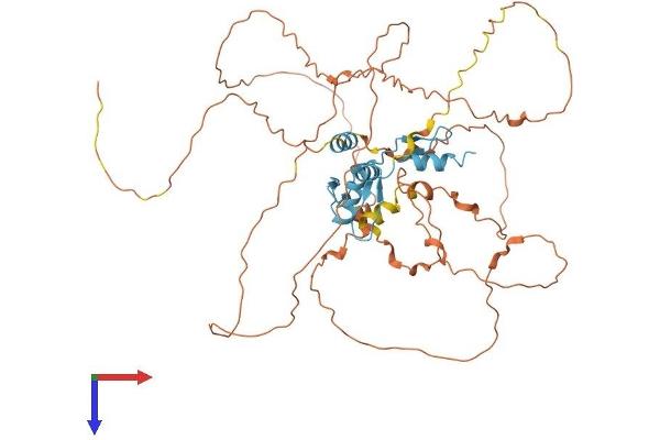 KLF4 Protein (AA 1-513) (His tag)