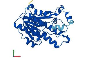 Protein Structure (PS) image for Dicarbonyl/L-Xylulose Reductase (DCXR) (AA 1-244) protein (His tag) (ABIN7547047)