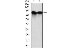 Western blot analysis using NEDD8 mouse mAb against C6 (1) and Hela (2) cell lysate. (NEDD8 Antikörper)