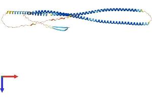 GFAP Protein (AA 1-432) (His tag)