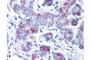 Anti-WNT8A antibody IHC of human breast. (WNT8A Antikörper  (Internal Region))
