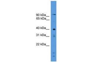 Image no. 1 for anti-Protease, Serine, 23 (PRSS23) (AA 265-314) antibody (ABIN6745524) (PRSS23 Antikörper  (AA 265-314))