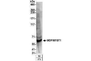Western Blotting (WB) image for anti-K(lysine) Acetyltransferase 8 (KAT8) (AA 1-50) antibody (ABIN7454709)