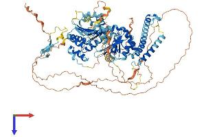 DDX24 Protein (AA 1-859) (His tag)