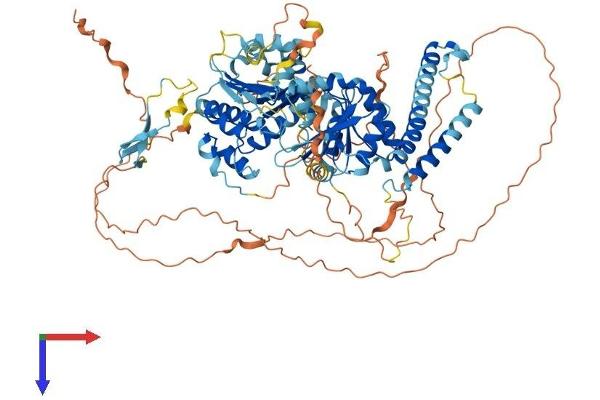 DDX24 Protein (AA 1-859) (His tag)