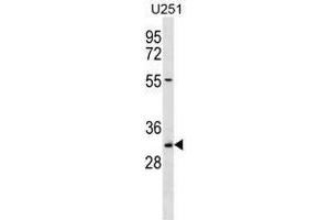 TCEA2 Antibody (Center) western blot analysis in U251 cell line lysates (35 µg/lane). (Tcea2,tfiis.l (AA 85-115), (Middle Region) Antikörper)