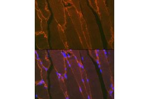 Immunofluorescence analysis of mouse bone marrow using Dystrophin Rabbit mAb (ABIN7266871) at dilution of 1:100 (40x lens). (Dystrophin Antikörper)
