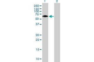 Western Blot analysis of BTBD10 expression in transfected 293T cell line by BTBD10 MaxPab polyclonal antibody. (BTBD10 Antikörper  (AA 1-475))