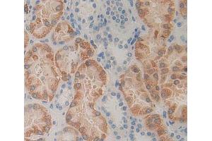 Used in DAB staining on fromalin fixed paraffin- embedded kidney tissue (HEXB Antikörper  (AA 100-216))
