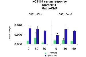 Quiescent human colon carcinoma HCT116 cultures were treated with 10% FBS for three time points (0, 15, 30min) or (0, 30, 60min) were used in Matrix-ChIP and real-time PCR assays at EGR1 gene (Exon1) and 15kb upstream site.