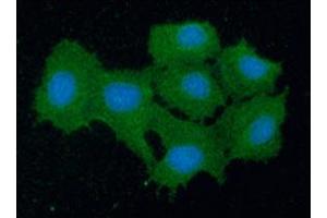 ICC/IF analysis of PRDX5 in Hep3B cells line, stained with DAPI (Blue) for nucleus staining and monoclonal anti-human PRDX5 antibody (1:100) with goat anti-mouse IgG-Alexa fluor 488 conjugate (Green).