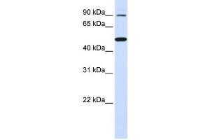 Western Blotting (WB) image for anti-Rhomboid 5 Homolog 1 (RHBDF1) antibody (ABIN2459330) (RHBDF1 Antikörper)
