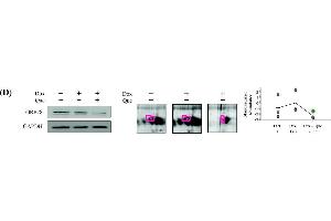 Western Blotting (WB) image for anti-Glyceraldehyde-3-Phosphate Dehydrogenase (GAPDH) antibody (ABIN2857072)