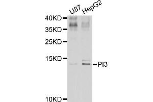 Western blot analysis of extracts of various cell lines, using PI3 antibody. (PI3 Antikörper)