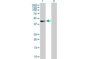 Western Blot analysis of PHF10 expression in transfected 293T cell line by PHF10 MaxPab polyclonal antibody. (PHF10 Antikörper  (AA 1-410))