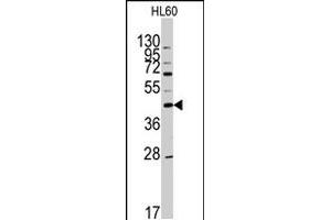 Western blot analysis of APOA5 polyclonal antibody  in HL-60 cell line lysates (35 ug/lane). (APOA5 Antikörper  (N-Term))