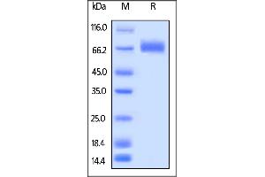 SDS-PAGE (SDS) image for Leukocyte Immunoglobulin-Like Receptor, Subfamily A (Without TM Domain), Member 3 (LILRA3) (AA 24-439) (Active) protein (His tag,AVI tag,Biotin) (ABIN5674602)