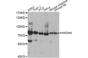 Western blot analysis of extracts of various cell lines, using HADHA antibody (ABIN6292979) at 1:1000 dilution. (HADHA Antikörper)